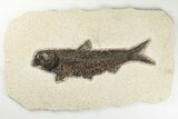 Huge, Detailed Fossil Fish (Knightia) - Wyoming #198124-1